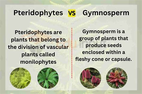 how are angiosperms similar to gymnosperms